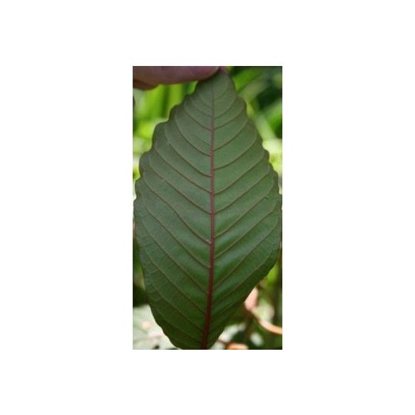 GREEN DRAGON KRATOM (Mitragyna Speciosa)
