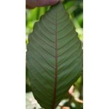 WHITE MAENG DA KRATOM (Mitragyna Speciosa)